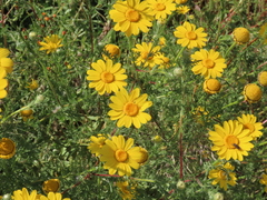 Anacyclus radiatus