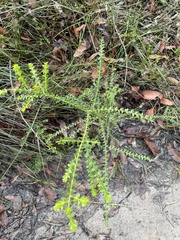 Acacia hubbardiana