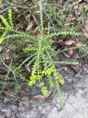 Acacia hubbardiana