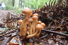Pholiota malicola