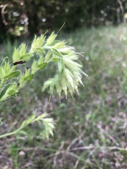 Lithospermum virginianum