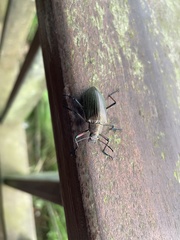Andocamaria formosana
