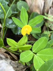 Arachis pintoi image