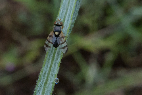 Yellow Starthistle Gall Fly