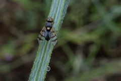 Urophora sirunaseva