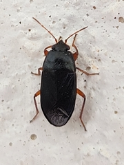 Delochilocoris illuminatus
