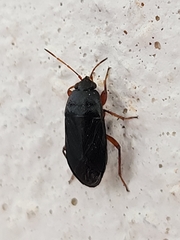 Delochilocoris illuminatus