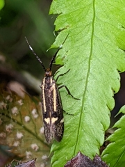 Esperia sulphurella