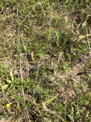 Lobelia appendiculata