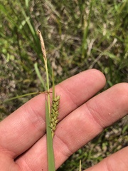 Carex microdonta