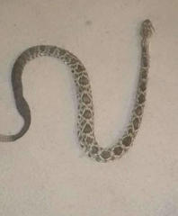 Crotalus molossus oaxacus