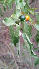 Solanum stuckertii