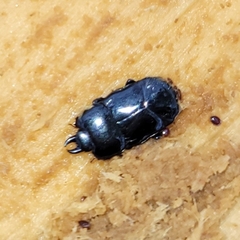 Hololepta aequalis