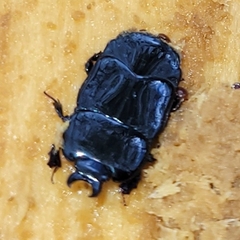 Hololepta aequalis
