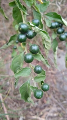 Solanum stuckertii