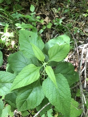Salvia chapmanii