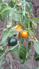 Solanum stuckertii