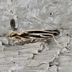 Eralea albalineella