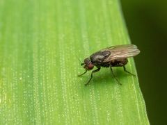 Leptocera