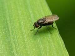Leptocera
