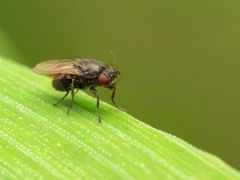 Leptocera