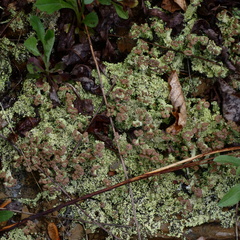 Cladonia piedmontensis