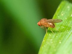 Drosophila tripunctata