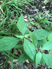 Yeatesia viridiflora
