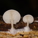 Ossicaulis semiocculta - Photo (c) Reiner Richter, some rights reserved (CC BY-NC-SA), uploaded by Reiner Richter