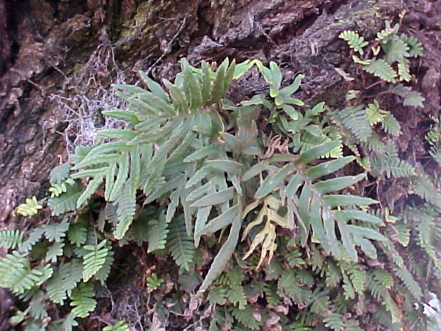 Pleopeltis pleopeltifolia