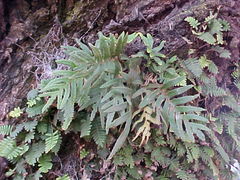 Pleopeltis pleopeltifolia