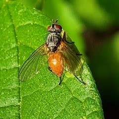 Pegomya