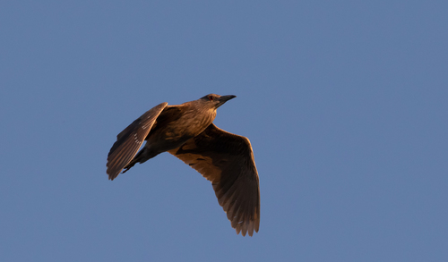 Black-crowned Night Heron photographed in North Dakota