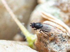 Leptocera
