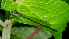 Elattoneura leucostigma