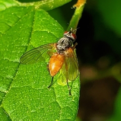 Pegomya