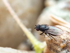Leptocera