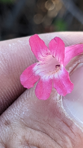 Image of Penstemon confusus by (c) Darrin Gobble, some rights reserved (CC BY)