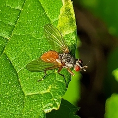 Pegomya