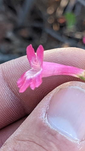 Image of Penstemon confusus by (c) Darrin Gobble, some rights reserved (CC BY)