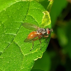 Pegomya