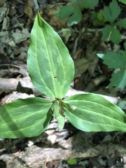 Trillium stamineum