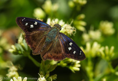 Polygonus savigny savigny