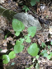 Scutellaria ovata bracteata
