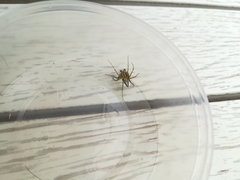 Oxyopes lineatus