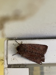 Dasygaster padockina