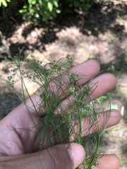 Spermolepis inermis