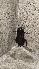 Blatta orientalis