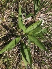 Silphium confertifolium