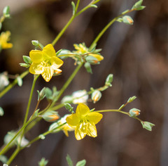 Hesperolinon breweri